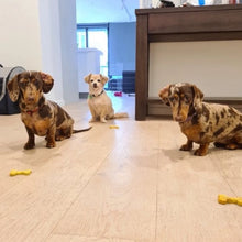 Load image into Gallery viewer, Biccies Galore 500g Pack - SAVE 20%