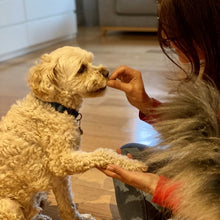 Load image into Gallery viewer, Red Velvet Pup Crepes or Biscuits Grain Free Baking Mix